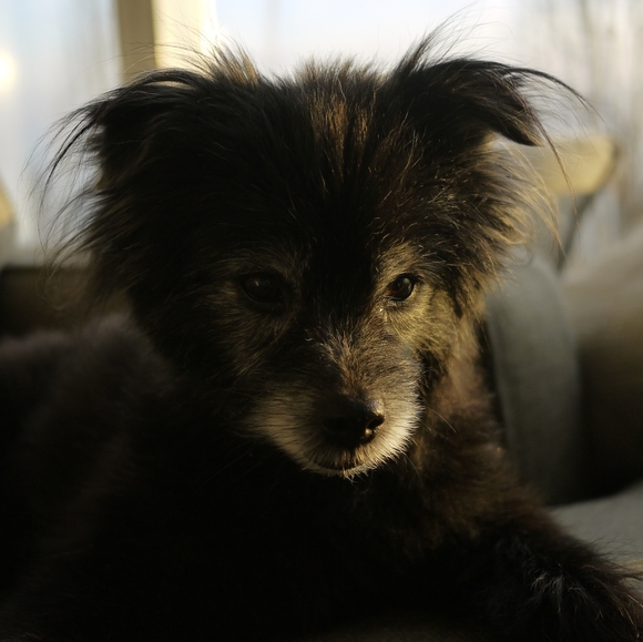 Meet your Posher, Sidney - Picture 1 of 2